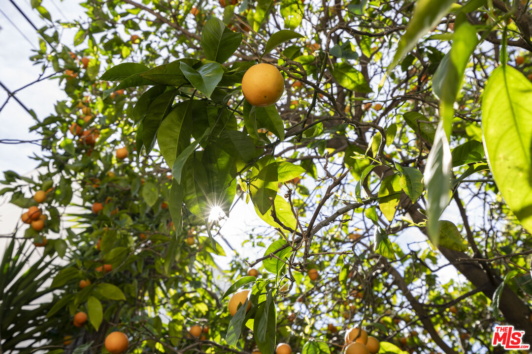 A mature citrus tree heavy with oranges in the back garden, sun glinting through the leaves.